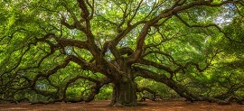 3 Reasons to Check Out the New ASP.NET Drop Down Tree Control_270x123