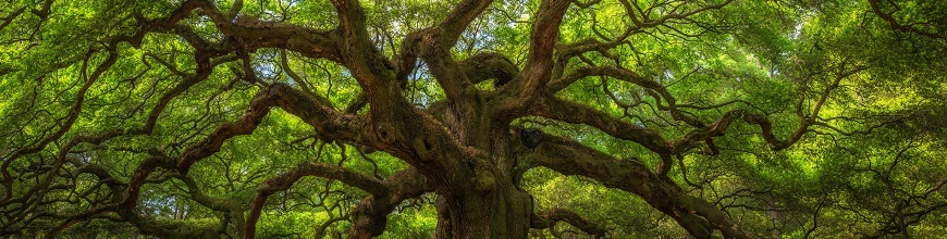 3 Reasons to Check Out the New ASP.NET Drop Down Tree Control_870x220