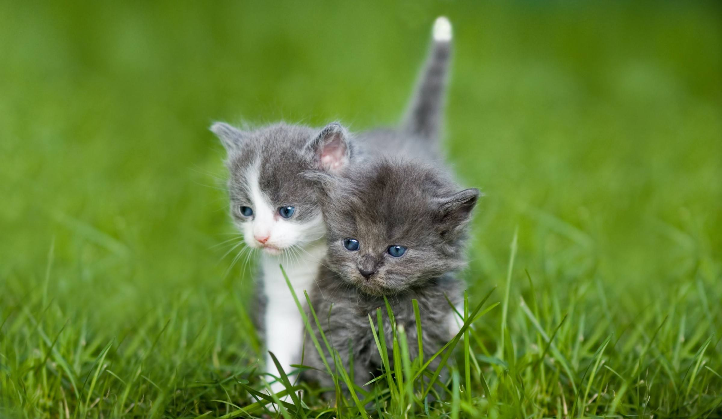 kittens split A white-and-gray kitten and a gray kitten stand very close, so it looks like they might be splitting apart.