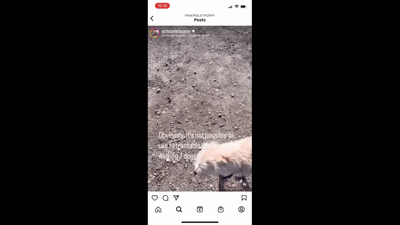 Instagram @pinkpigletpuppy video A GIF shows a video from the @pinkpigletpuppy channel on Instagram. The owner has uploaded captions so that users who cannot hear the audio can still follow along with what is being explained about the types of leashes to use when walking lots of dogs.