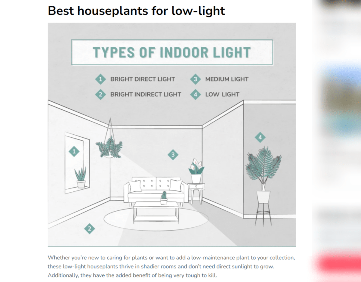 Apartment Guide plant illustration A screenshot from a post called 33 Low-Light Houseplants to Bring Your Space to Life. It’s a custom illustration titled “Types of Indoor Light”. We see Bright Direct Light, Bright Indirect Light, Medium Light, and Low Light with drawings of the kinds of plants that go within them.