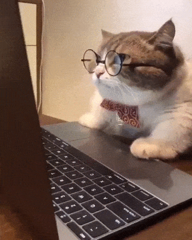 catglasses cat in glasses sitting in front of a computer