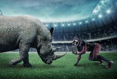 Rhino vs. Dolphin