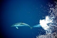 Rhino vs. Dolphin